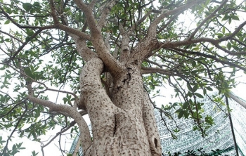 Vườn mộc hương quý hiếm nhất Việt Nam một cặp giá 3 tỷ sốt hơn lan đột biến