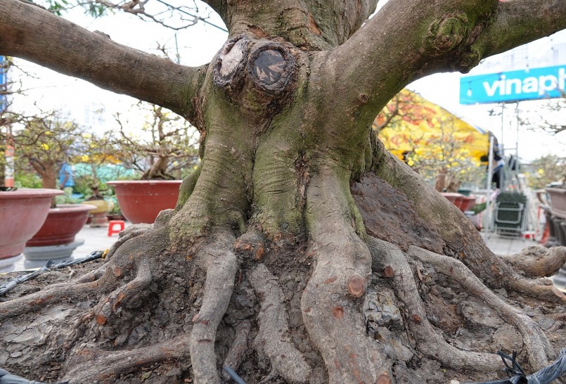 Cây mai độc lạ của ông Nguyễn Thanh Tam có chiều cao 7,2m, ngang 7m.