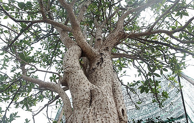 Cây mộc hương đặc sản tiến vua giờ là loại cây cảnh được nhiều người ưa chuộng. 