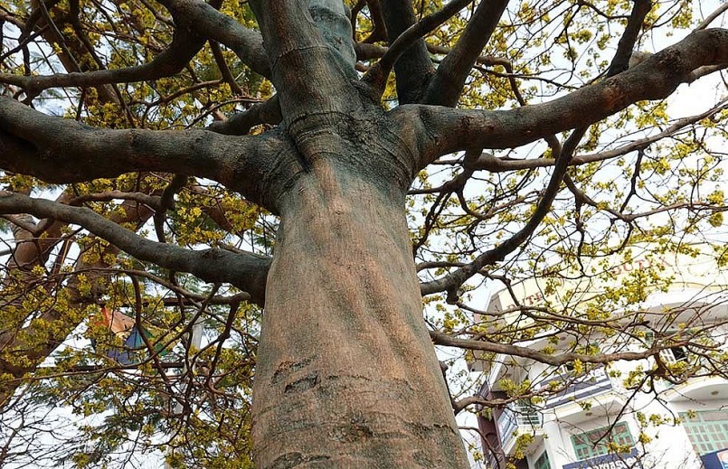 Cây mai độc lạ của ông Nguyễn Thanh Tam có chiều cao 7,2m, ngang 7m.