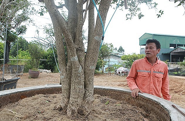 Cũng theo vị đại gia, mộc hương nguồn gốc ở Phú Thọ, Ba Vì hay các vùng núi phía Tây Bắc đẹp hơn cả vì màu da và chất cây rất đẹp, hoa thơm dễ chịu.