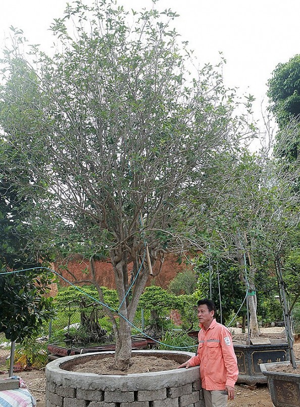 Anh Bùi Đức Dũng (TP. Việt Trì, Phú Thọ) được biết đến là một đại gia đam mê cây cảnh. Sở thích của anh là những dòng cây các cụ ngày xưa chơi như cây trà, cây mộc, mai chiếu thủy, si, sanh…