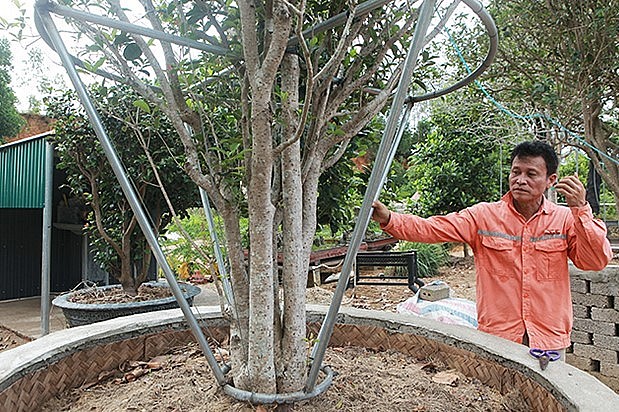 Để có vườn mộc hương quý hiếm, anh Dũng đi rất nhiều nơi săn tìm vì những cây mộc hương cổ thụ đã cạn kiệt.