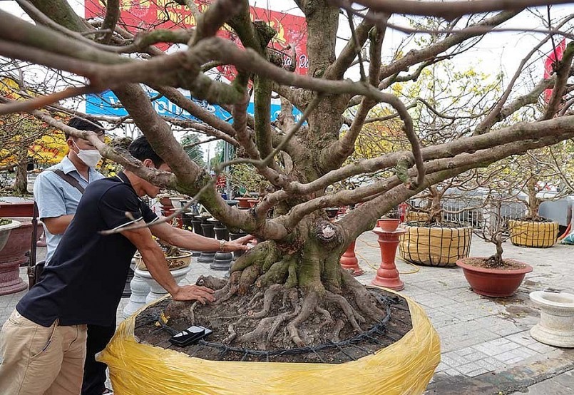 Phần đế rất đẹp, phần ki được tạo hóa đóng sắc sảo, kĩ lưỡng