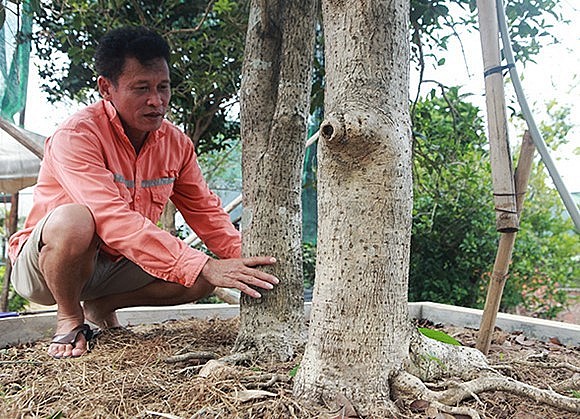 Nổi bật nhất là đôi mộc hương có tên “Huynh đệ” quý hiếm và có giá trị rất cao. Đã có người trả 3 tỷ đồng nhưng chủ nhân không bán.