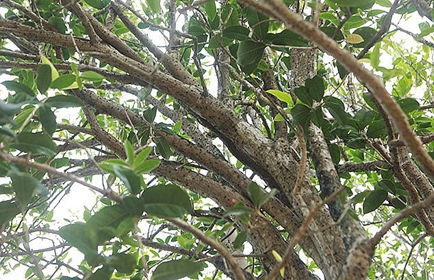 Mộc hương vàng xịn thời xưa nhà nào có điều kiện nhất định mới được chơi, thường vua, chúa hay các quan mới chơi. Hoa mộc hương có mùi thơm, thường dùng pha trà uống và có rất nhiều công dụng khác.