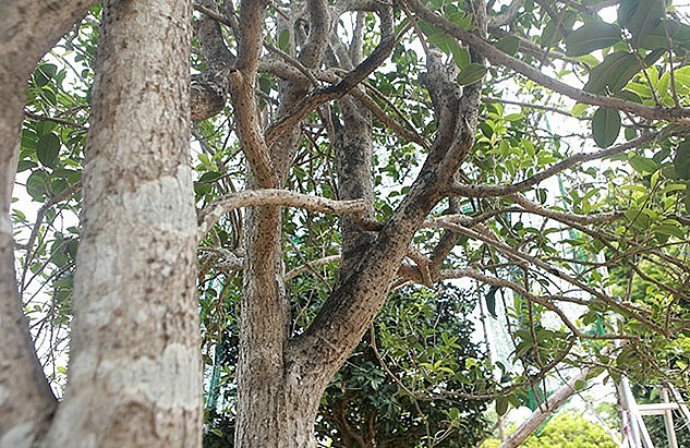 Mộc hương vừa làm thuốc lại có thể làm cây cảnh nên mấy năm gần đây, mộc hương đang bị dân buôn cây Trung Quốc lùng mua ráo riết khắp các vùng miền núi phía Tây Bắc để đưa về nước họ trồng, vì thế mộc hương nhiều năm tuổi ở Việt Nam giờ rất ít.