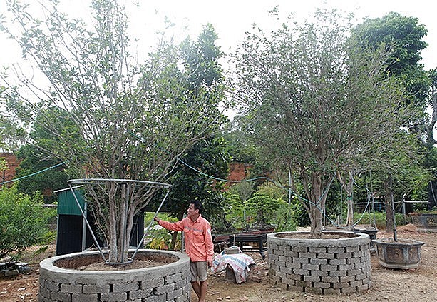 Hơn chục cây mộc hương quý hiếm được anh Bùi Đức Dũng Phú Thọ sưu tầm trong nhiều năm.