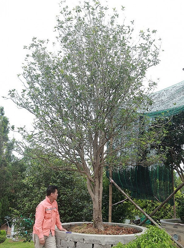 Anh Dũng cho biết, đôi mộc hương này cao khoảng 7m, tán rộng 5m, đường kính mỗi cây khoảng 20cm và đặc biệt thoát thân khoảng 1m. Mộc hương lớn rất chậm nên cây có đường kính lớn và thoát thân cao như vậy rất quý hiếm.