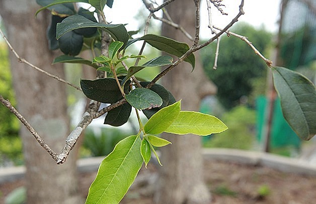 Mộc hương có độ thoát thân càng lớn càng quý hiếm, nó thể hiện sự trường tồn và quý tộc.