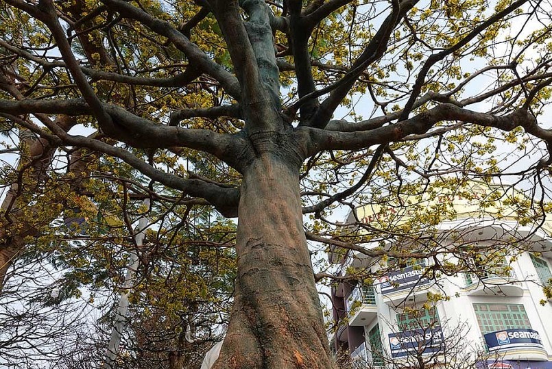 Cây mai cổ quý hiếm được rao bán giá 2,8 tỷ đồng.