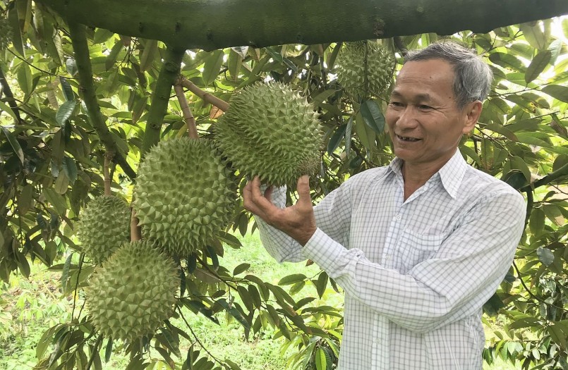 Những sáng tạo tìm ra những kỹ thuật canh tác sầu riêng của nhà vườn đã tạo lợi thế cho sầu riêng Việt Nam.