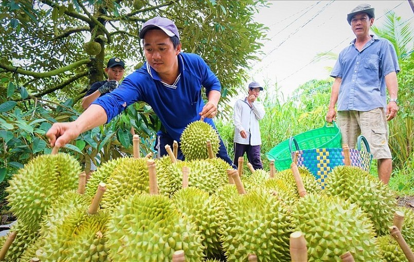 Sầu riêng xuất khẩu chính ngạch Trung Quốc đã giúp cho giá sầu riêng tăng cao.
