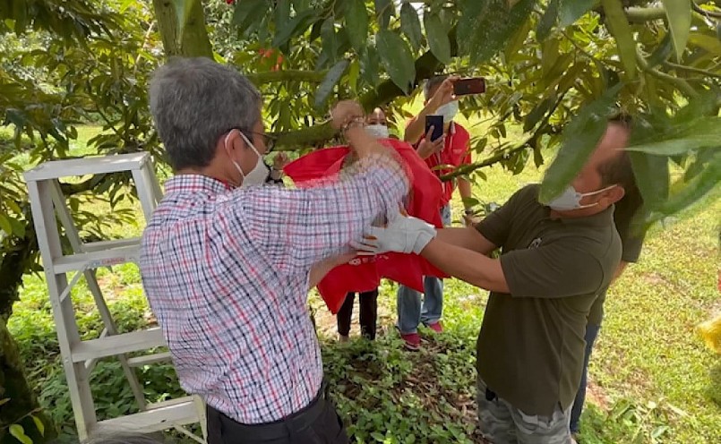 Thái Lan cũng liên tục cái tiến nâng cao năng suất sầu riêng nhưng chưa thể trồng sầu riêng rải vụ.