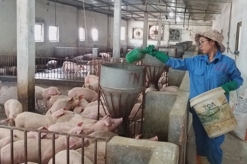 Diễn biến thị trường heo hơi với những đợt suy giảm kéo dài khiến người nuôi heo ngày càng lỗ nặng. 