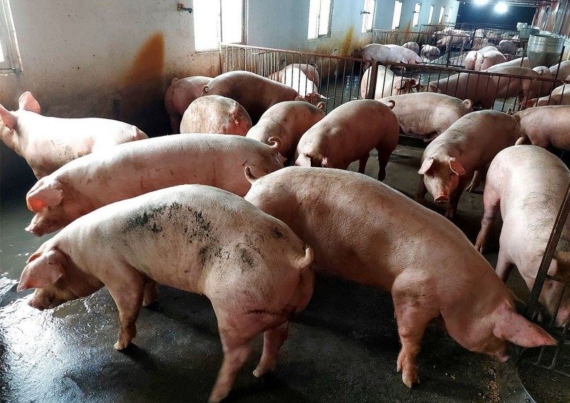 Giá heo hơi hôm nay (11/12) duy trì đà giảm liên tục trong tuần kéo giá heo về sát ngưỡng 50.000 đồng/kg.