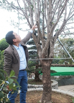 Kinh ngạc với đôi mộc hương khủng nhất Việt Nam giá 10 tỷ bốc ngay tại vườn