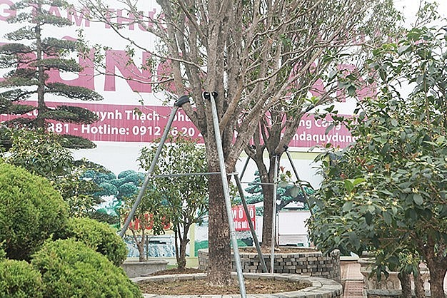 “Mộc hương vàng xịn thời xưa nhà nào có điều kiện nhất định mới được chơi, thường vua, chúa hay các quan mới chơi. Hoa mộc hương có mùi thơm, thường dùng pha trà uống và có rất nhiều công dụng khác”, anh Dũng nói.