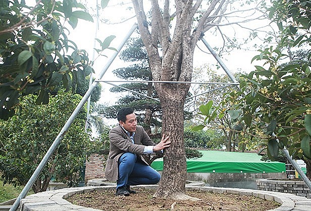 Độ thoát thân (tính từ gốc lên đến đoạn chia tán) khoảng 1,5m. Mộc hương có độ thoát thân càng lớn cũng như cây lớn thì càng giá trị.