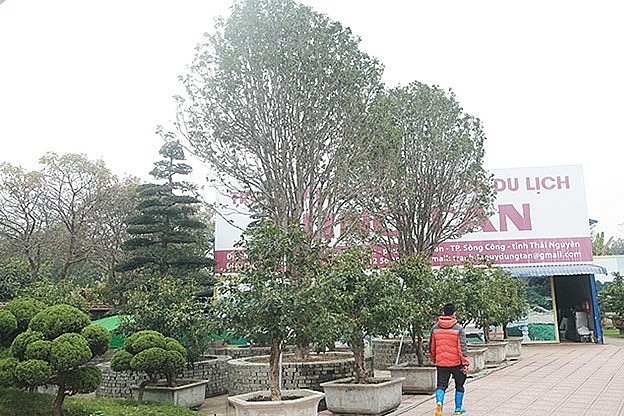 Nhiều người cảm thấy bất ngờ trước hai cây mộc hương của ông Lê Văn Dũng (TP. Sông Công, Thái Nguyên) bởi có lẽ họ chưa từng nhìn thấy đôi mộc hương nào lớn như vậy.