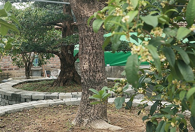 Hoa mộc hương có nhiều màu sắc khác nhau như trắng, vàng, cam. Bông hoa rất nhỏ đường kính chỉ khoảng 1cm và mọc thành chùm. Hoa 4 cánh và có mùi hương rất quyến rũ.