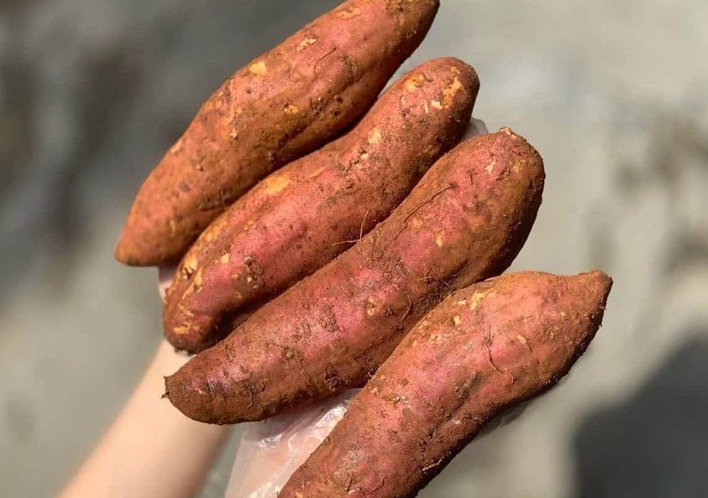 1 củ khoai lang dính đất bị trả cả lô hàng