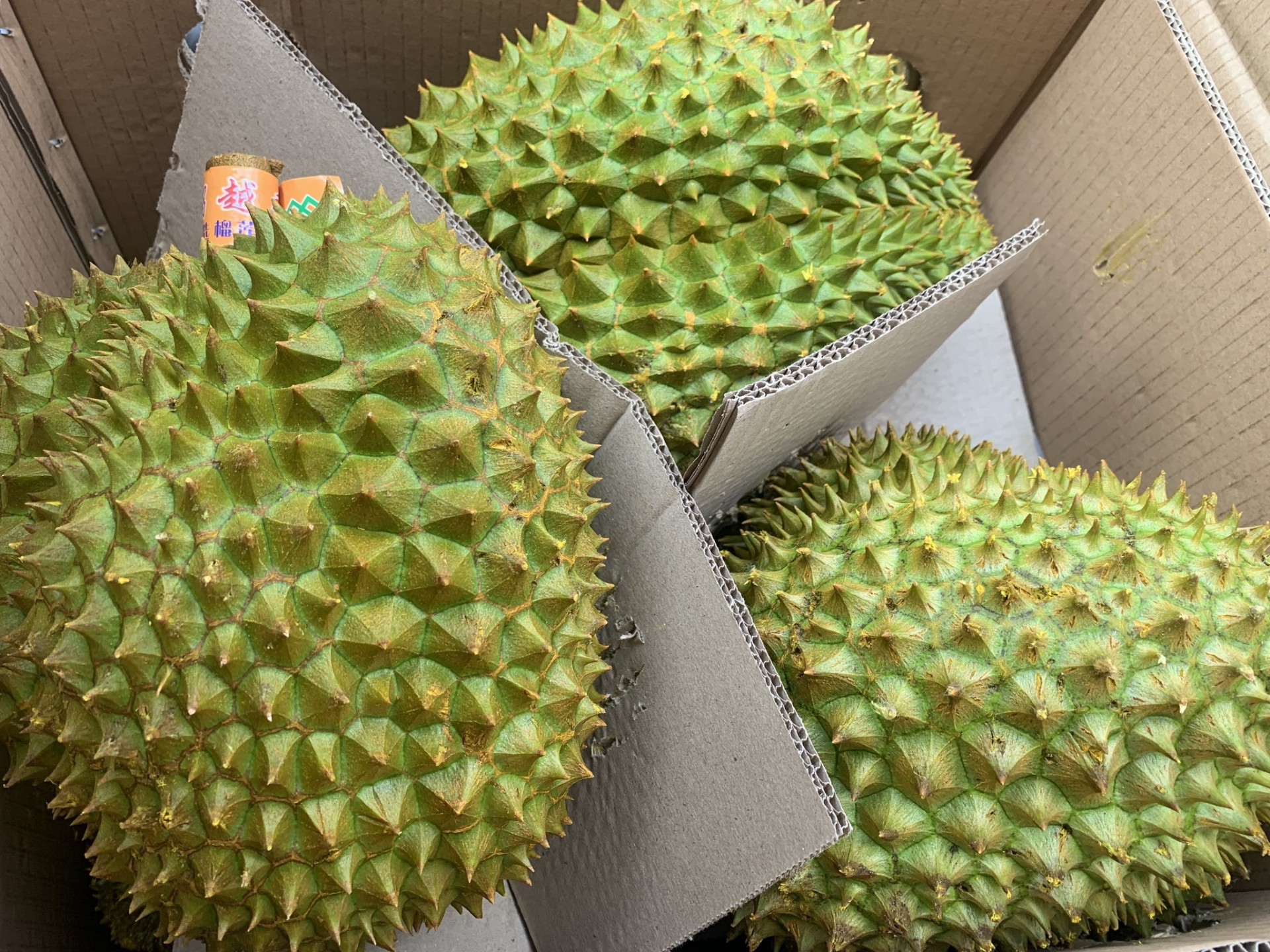 Sầu riêng Việt Nam chính thức xuất khẩu chính ngạch sang Trung Quốc