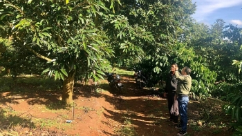 Sầu riêng ghép đôi với cà phê “đẻ ra” 700 triệu đồng mỗi năm, nhiều người kinh ngạc kéo đến xem