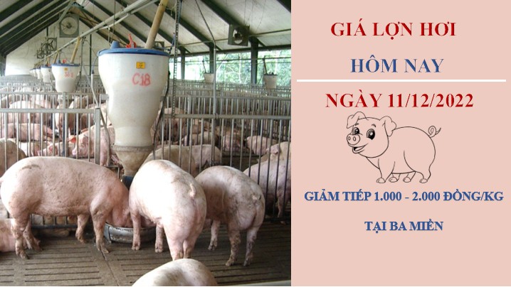 Giá heo hơi hôm nay 11/12/2022: Tục giảm giảm tại các địa phương