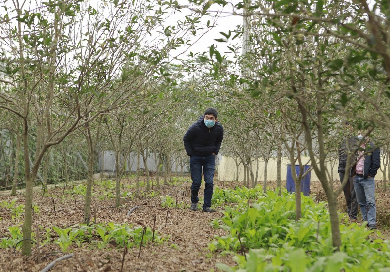 Giá trị của cây mộc hương ta (tức mộc hương Việt Nam) nằm ở tuổi đời, hoa, thân cây và tán. Khác với mộc hương nước ngoài nhập vào Việt Nam, mộc hương ta có thân cứng cáp, sinh trưởng chậm, hoa đẹp và thơm hơn.