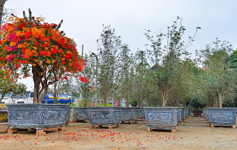 . Cây mộc hương thân gỗ và rất dễ trồng, nên thường được nhiều dân chơi mùa về làm cảnh trong vườn hoặc trang trí trong nhà. 