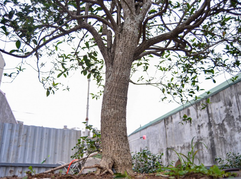 \'Thủ phủ\' mộc hương ở Hà Nội có những mộc hương thuộc hàng khủng.