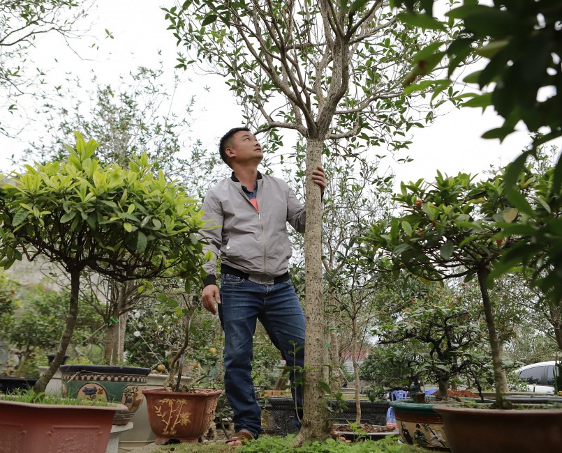 Giá trị của cây mộc hương nằm ở những chùm hoa thơm ngào ngạt, tán và thân cây. Mộc hương có lá giống cây trà xanh, hoa nhỏ như hạt gạo nở thành chùm màu vàng nhạt. Khi hoa mộc hương đua nở sẽ báo hiệu tiết trời bắt đầu vào Đông. Hoa của nó nở xuyên từ mùa Đông sang mùa Xuân. Đặc biệt, nở rộ vào đúng dịp Tết.