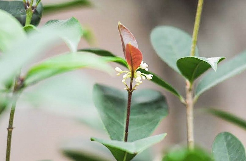 Hoa mộc hương có mùi thơm mạnh nhưng không nồng.