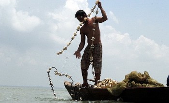 Dùng vỏ sò lùa bắt con đặc sản này, cất lưới lên bán 60 nghìn đồng/kg