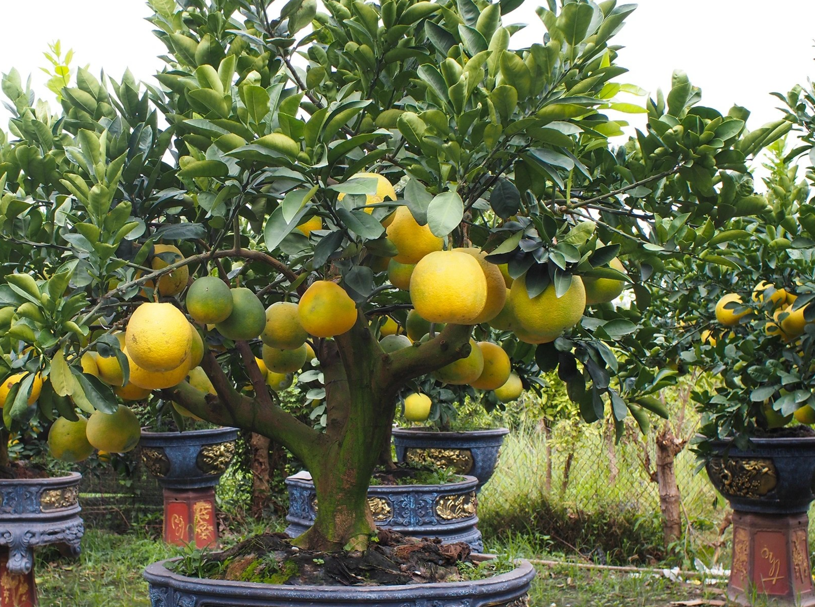 Năm nay, vườn bonsai của anh Chính có khoảng 300 cây bưởi cổ thụ, trong đó có gần 200 cây có tuổi đời từ 30 đến 40 năm trở lên. Anh cho biết, giá bán các cây nhỏ dao động từ 3 - 7 triệu đồng/cây; cây to có giá từ 20 - 80 triệu đồng/cây.