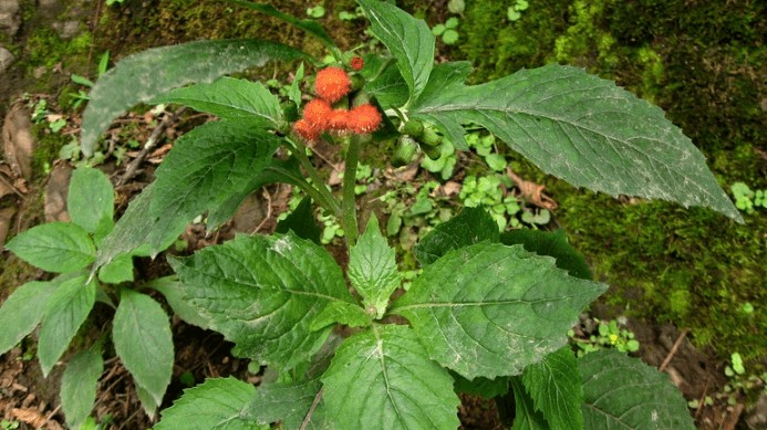 Loại rau dại "cứu đói" thời kháng chiến, không chỉ ngon mà còn tốt cho sức khỏe