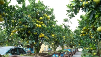 Chiêm ngưỡng cây bưởi siêu độc lạ, vừa “hét” 80 triệu đã có khách rước ngay