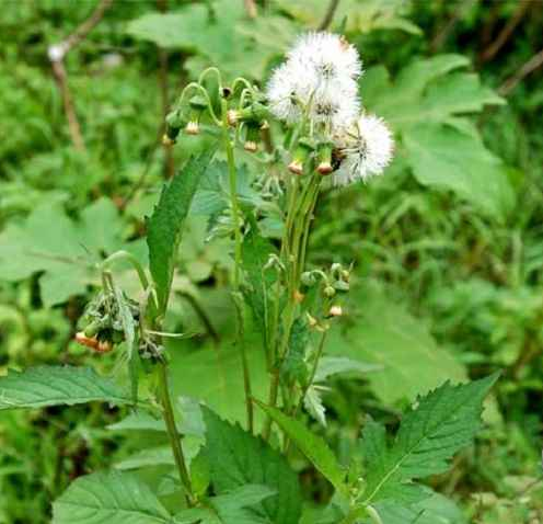 Loại rau xưa mọc đầy không thèm hái, giờ là đặc sản nức tiếng có tiền cũng khó mua Loại rau xưa mọc đầy không thèm hái, giờ là đặc sản nức tiếng có tiền cũng khó mua