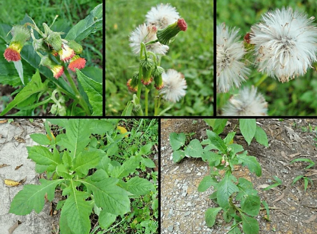 Loại rau xưa mọc đầy không thèm hái, giờ là đặc sản nức tiếng có tiền cũng khó mua Loại rau xưa mọc đầy không thèm hái, giờ là đặc sản nức tiếng có tiền cũng khó mua