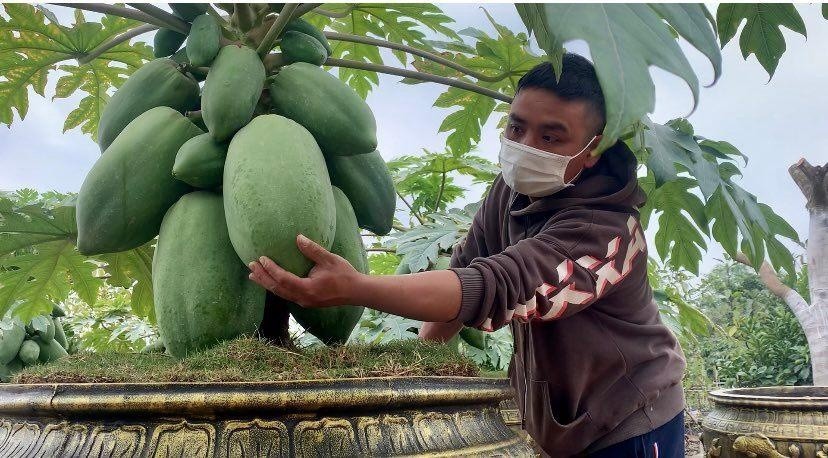 Anh Hoàng Đình Chính cho biết, loại đu đủ này rất nhạy cảm nên không thể sử dụng bất kỳ loại thuốc nào