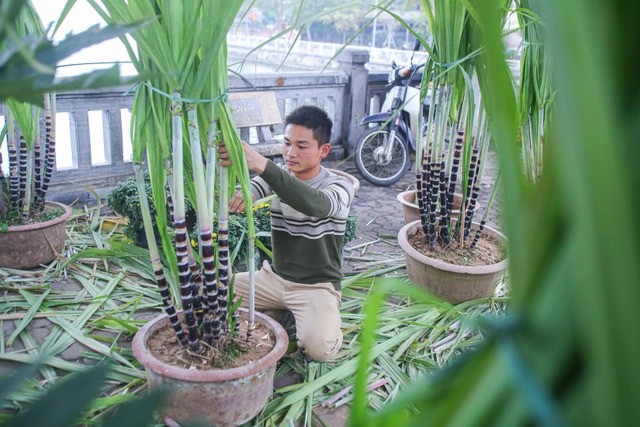 Theo anh Thái, mía không khó trồng nhưng khi trồng trên chậu lại không phải điều đơn giản