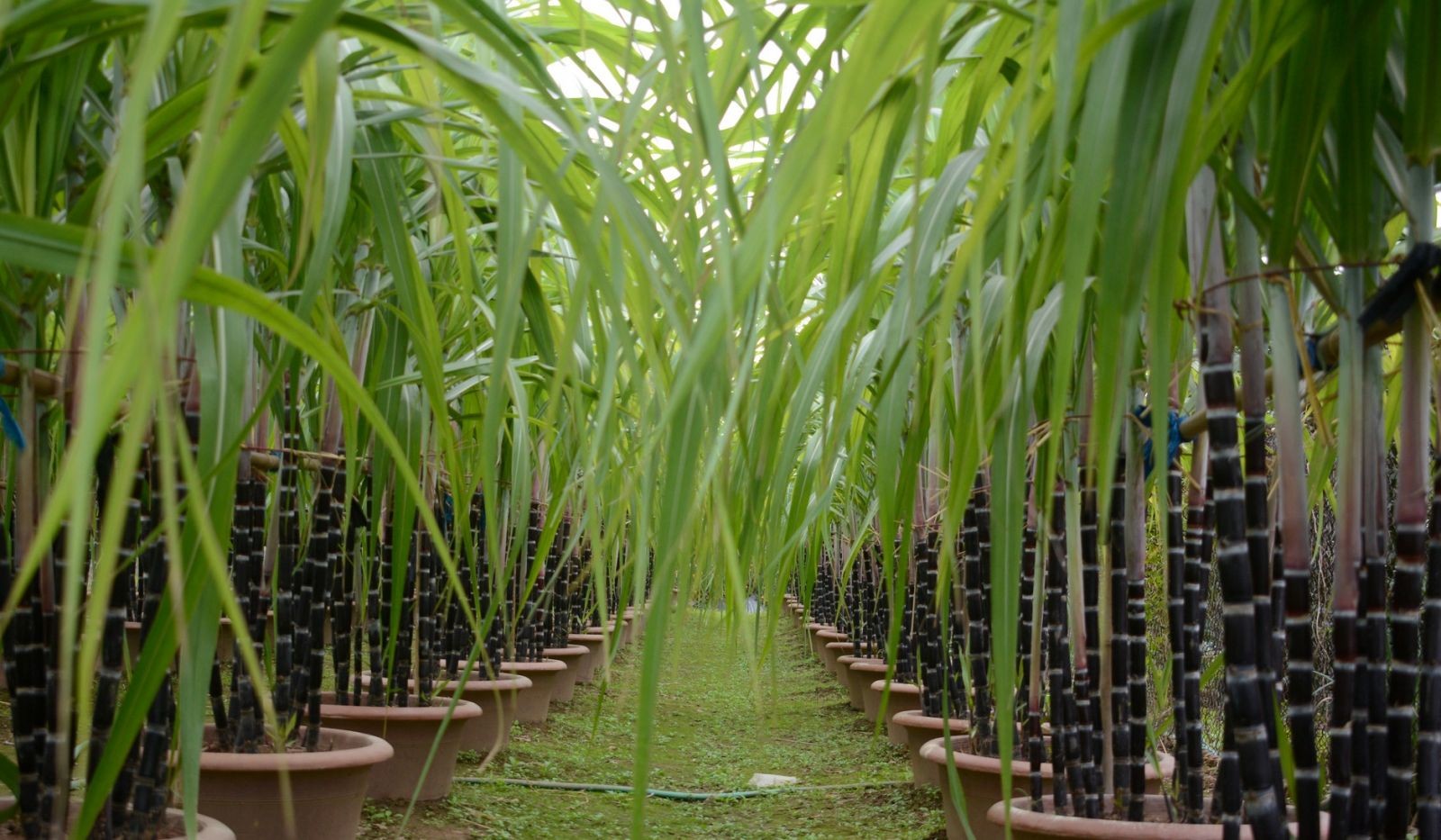 Các chậu mía tím của ông Thạnh được khách hàng tin dùng, đặt mua hết trong dịp Tết Nguyên đán