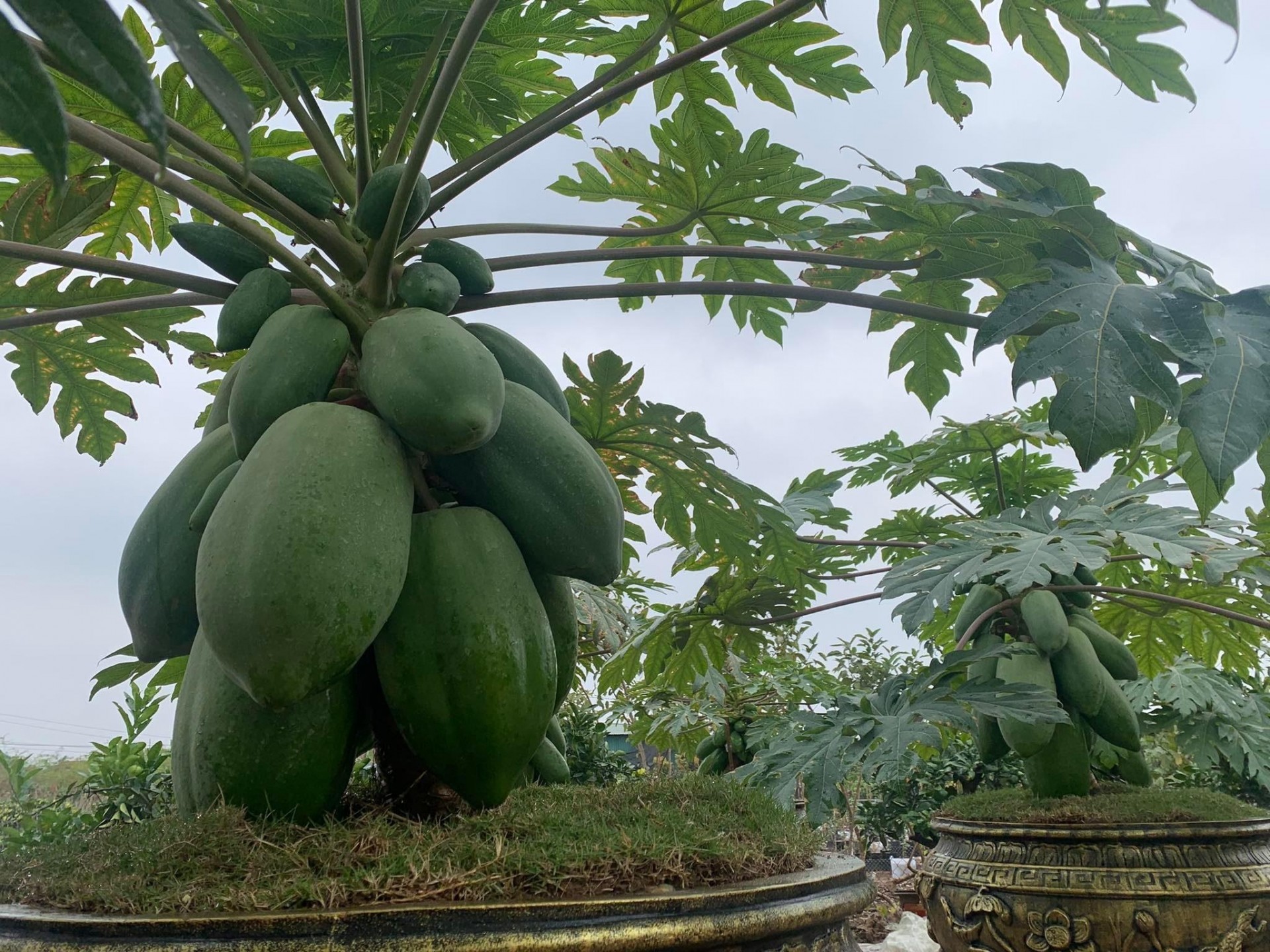 chậu đu đủ bonsai dáng thế độc lạ