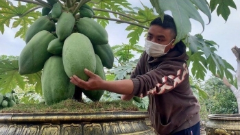 Bí quyết biến cây dân dã thành cây độc lạ chơi Tết, ra mắt là "cháy hàng" ngay