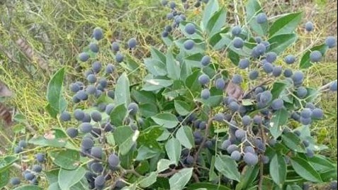 Loại quả xưa có đầy không ai ăn, giờ thành đặc sản được nhiều người mê tít