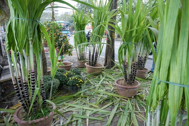 Những cây mía cao hơn 1m