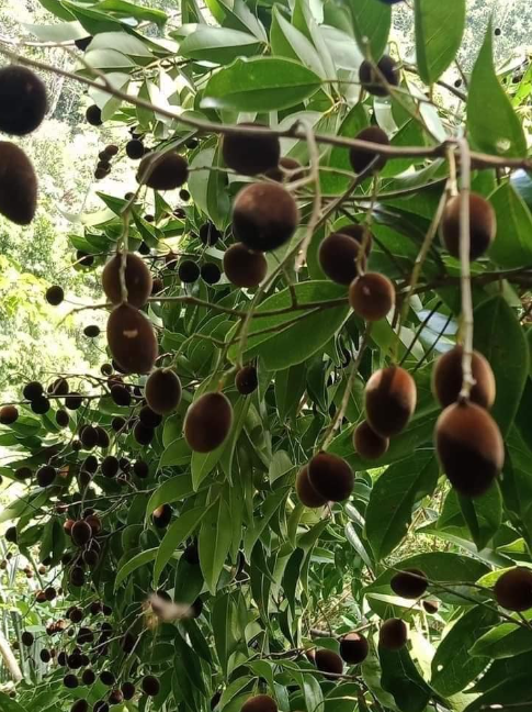 Loại quả xưa có đầy không ai ăn, giờ thành đặc sản được nhiều người mê tít