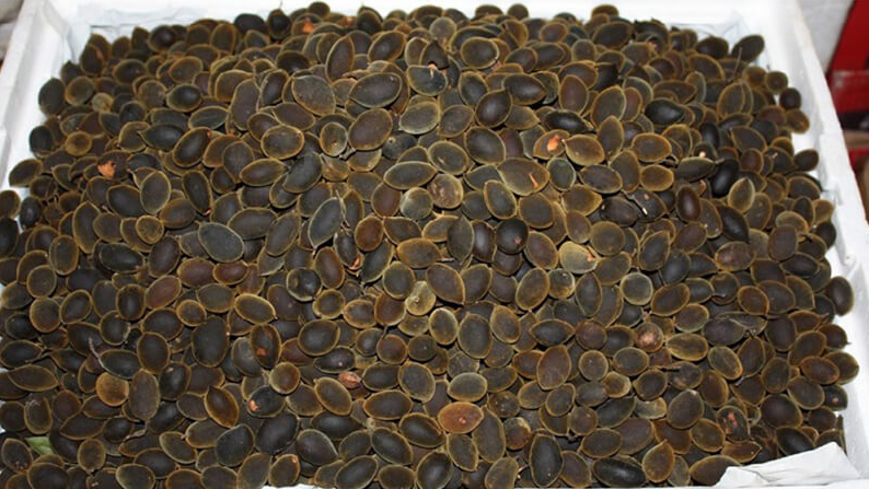 Loại quả xưa có đầy không ai ăn, giờ thành đặc sản được nhiều người mê tít