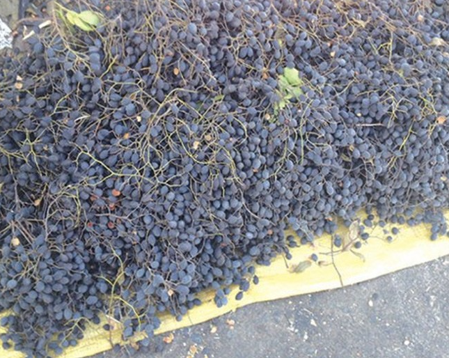 Loại quả xưa có đầy không ai ăn, giờ thành đặc sản được nhiều người mê tít